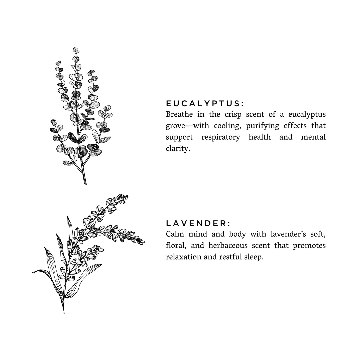Eucalyptus + Lavender